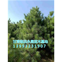 甘肃油松|定西油松