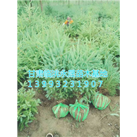 甘肃云杉|定西云杉