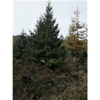 兰州油松树苗之柳树基地