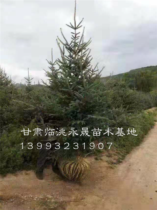甘肃油松价格-甘肃油松小苗 