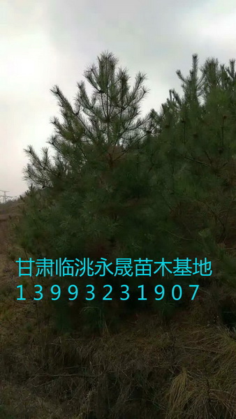 甘肃油松|定西油松