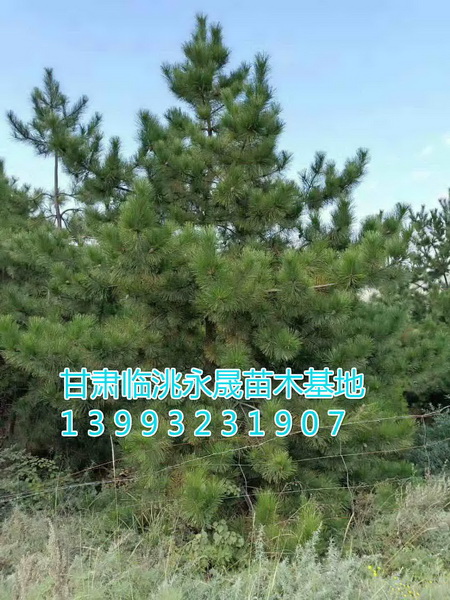 甘肃油松|定西油松