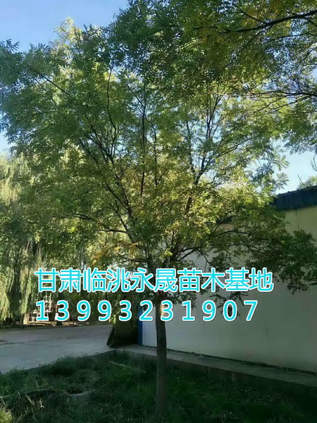甘肃国槐|定西国槐