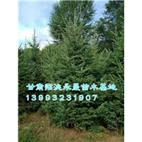 甘肃云杉基地|定西油松基地 