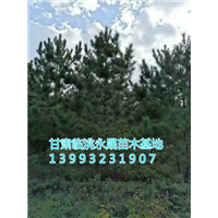 甘肃油松|定西油松