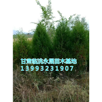 侧柏