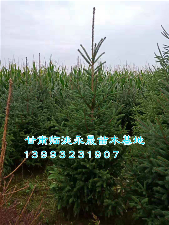 甘肃云杉基地|定西油松基地 
