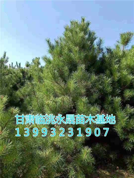 甘肃油松基地-定西油松小苗 