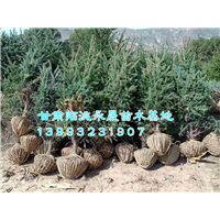 甘肃云杉价格|定西云杉价格 