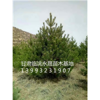 甘肃油松|定西油松