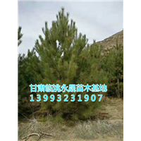 甘肃油松|定西油松