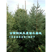 甘肃云杉|定西云杉
