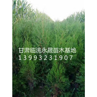 侧柏