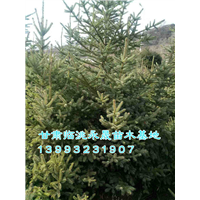 甘肃油松基地-定西油松小苗 