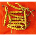 无锡冬虫夏草回收|无锡哪里回收冬虫夏草| 