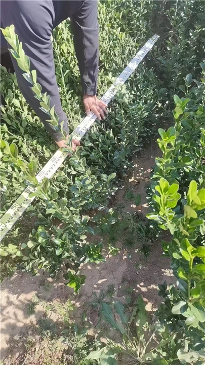 大叶黄杨