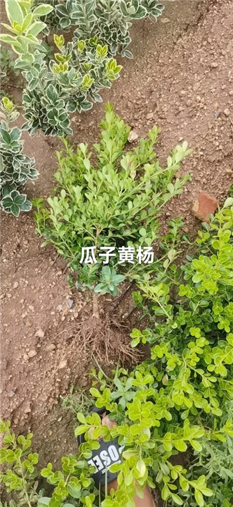 招远瓜子黄杨