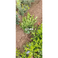 招远瓜子黄杨