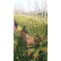 大叶黄杨苗