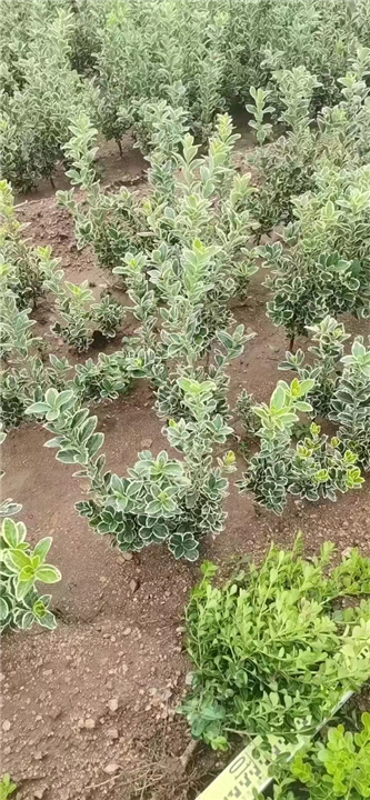 招远瓜子黄杨