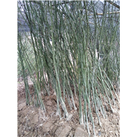 @鄂西红豆树5