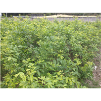 鄂西红豆树11