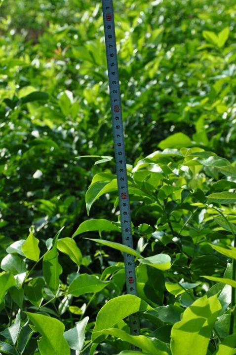 鄂西红豆树（花梨木）