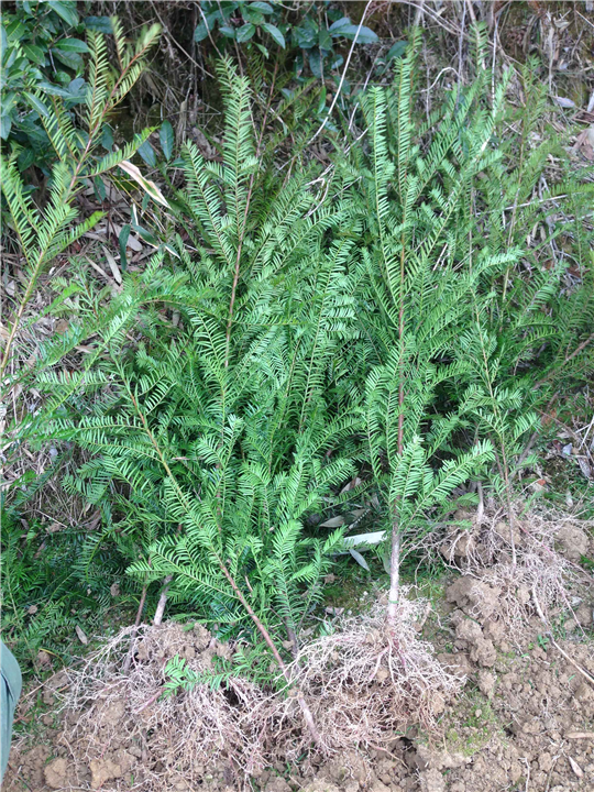 南方红豆杉2