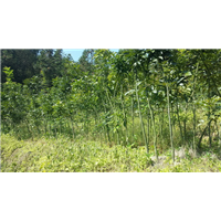 鄂西红豆树2