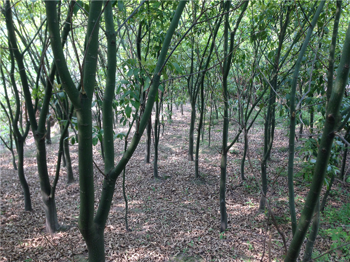鄂西红豆树9