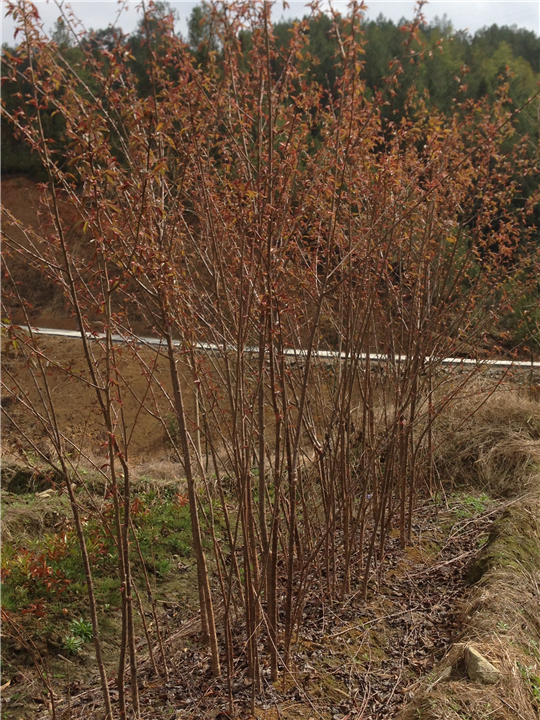 福建山樱花-地径2CM