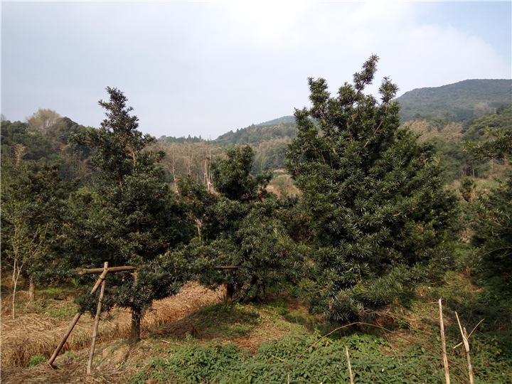 罗汉松-地径10-13cm