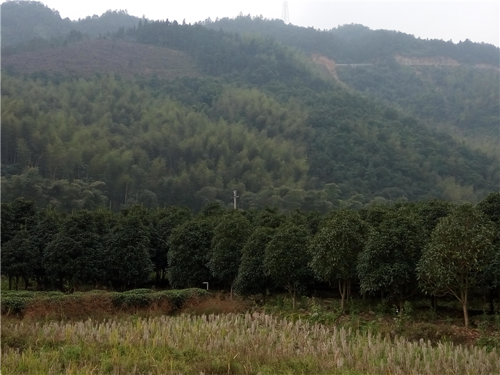 地径6-10cm金桂