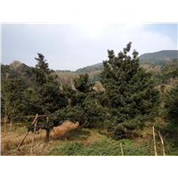 罗汉松-地径10-13cm