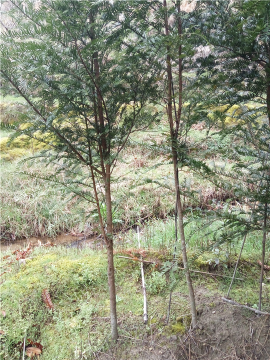 南方红豆杉-地径3cm@