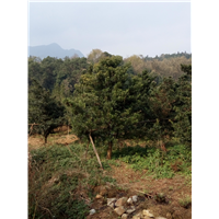 罗汉松@3