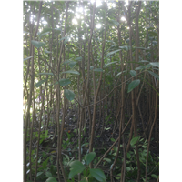 红叶石楠