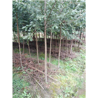 南方红豆杉#11