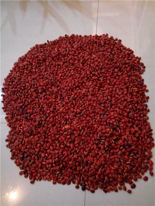 红豆种子2