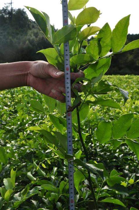 鄂西红豆树（花梨木）