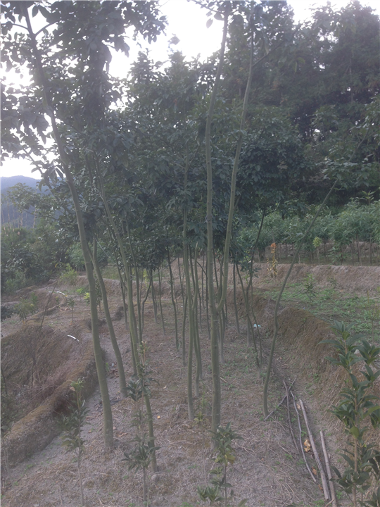 鄂西红豆树￥1