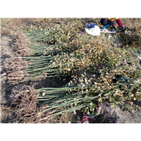 鄂西红豆树%19