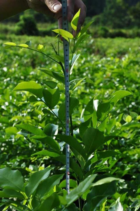 鄂西红豆树（花梨木）