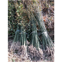 @鄂西红豆树1