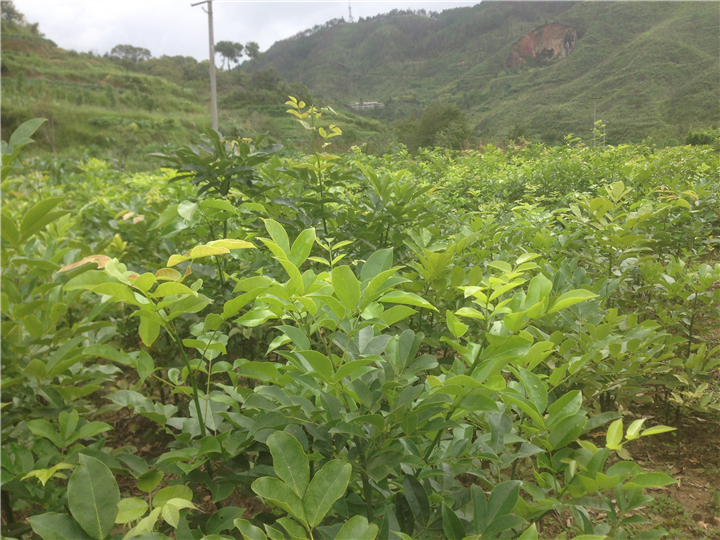 鄂西红豆树@5