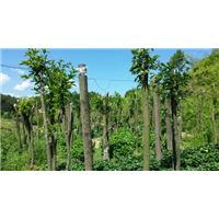 鄂西红豆树6