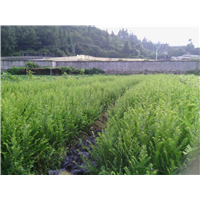 南方红豆杉-60cm高