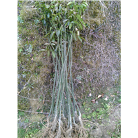 鄂西红豆树5