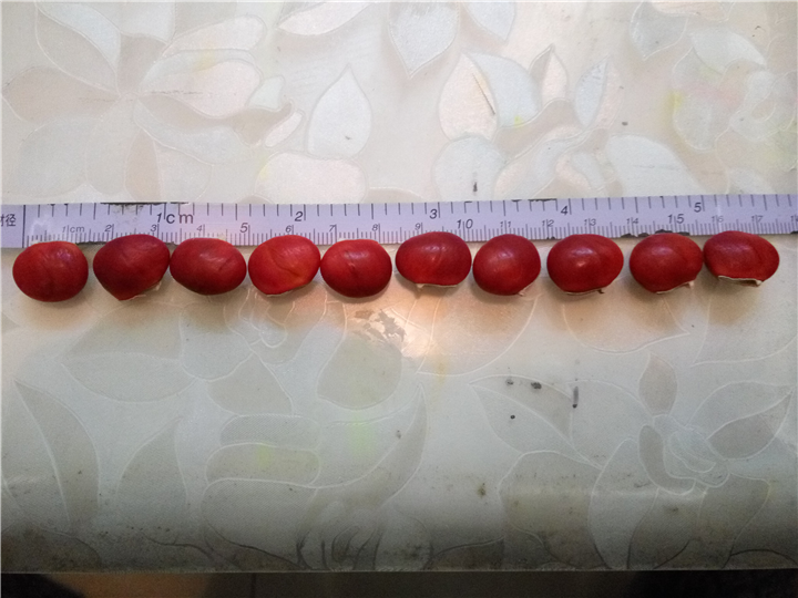 红豆种子5