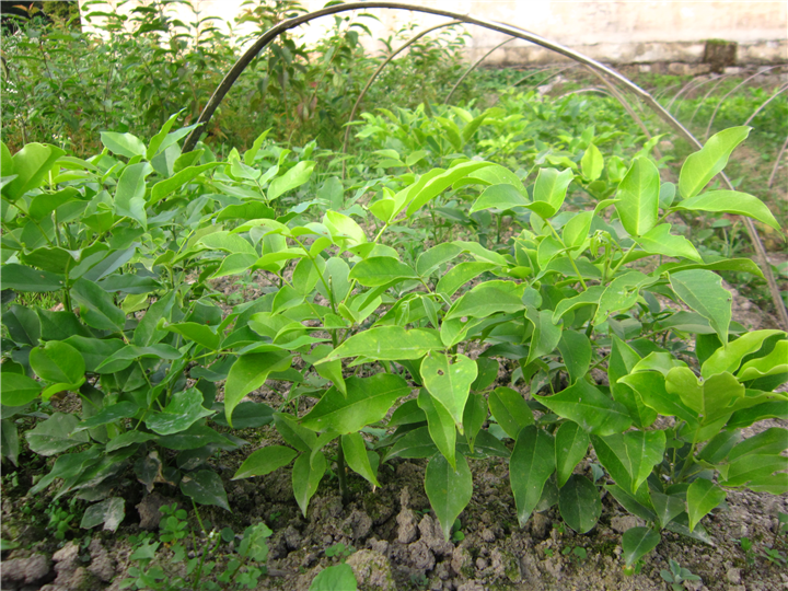 鄂西红豆树%2